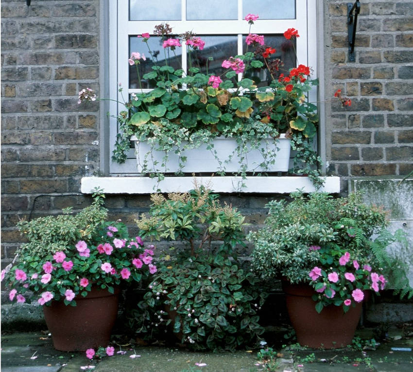 Container Plants